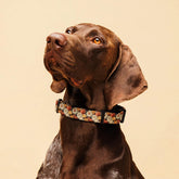 Fall colors Pet Collar floral all over print pattern Autumn browns stylish classy walking shopping travel fashionista dog collar The Aurora Touch