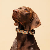 Fall colors Pet Collar floral all over print pattern Autumn browns stylish classy walking shopping travel fashionista dog collar