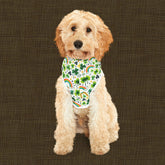 Rainbow Shamrock Pet Hoodie for Dogs, Lucky Dog Apparel, St. Patrick&